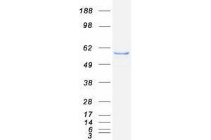 Validation with Western Blot (LPCAT1 Protein (Myc-DYKDDDDK Tag))