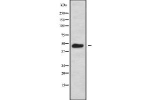 Western blot analysis GPRC5C using COS7 whole cell lysates