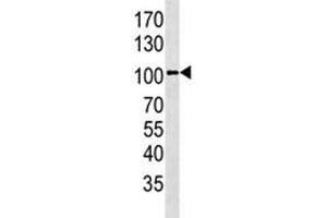 Western Blotting (WB) image for anti-Leucine-Rich Repeat Containing G Protein-Coupled Receptor 5 (LGR5) (AA 443-473) antibody (ABIN3028793)