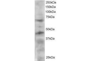 Image no. 1 for anti-Telomeric Repeat Binding Factor (NIMA-Interacting) 1 (TERF1) (C-Term) antibody (ABIN374172) (TRF1 Antikörper  (C-Term))