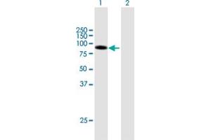 Western Blot analysis of DLL1 expression in transfected 293T cell line by DLL1 MaxPab polyclonal antibody. (DLL1 Antikörper  (AA 1-723))