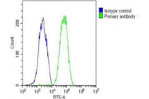 Overlay histogram showing HepG2 cells stained with Antibody (green line). (Fetuin A Antikörper  (C-Term))