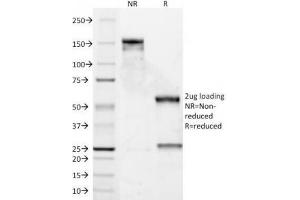 SDS-PAGE Analysis of Purified, BSA-Free Cyclin D1 Antibody (DCS-6). (Cyclin D1 Antikörper)