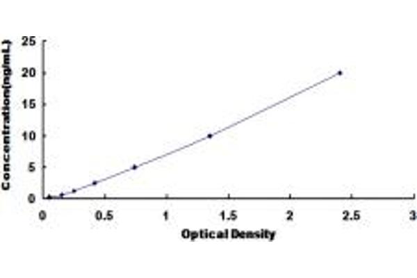 SLC1A7 ELISA Kit