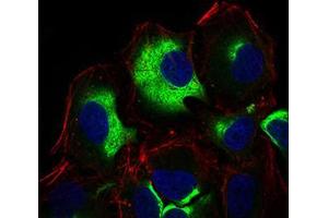 Immunofluorescence analysis of Hela cells using IL3RA mouse mAb (green). (IL3RA Antikörper  (AA 200-305))