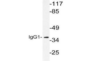 Western blot (WB) analysis of IgG1 Antibody in extracts from LOVO cells. (Kaninchen anti-Human IgG1 Antikörper)