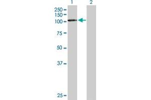 Western Blot analysis of DDX20 expression in transfected 293T cell line by DDX20 MaxPab polyclonal antibody.
