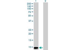 Western Blot analysis of MTCP1 expression in transfected 293T cell line by MTCP1 MaxPab polyclonal antibody. (MTCP1 Antikörper  (AA 1-68))