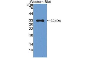 Western Blotting (WB) image for anti-Mitogen-Activated Protein Kinase 10 (MAPK10) (AA 88-332) antibody (ABIN3205932) (MAPK10 Antikörper  (AA 88-332))