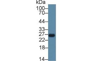 Western Blotting (WB) image for anti-CCAAT/enhancer Binding Protein (C/EBP), delta (CEBPD) (AA 51-251) antibody (ABIN7444859)