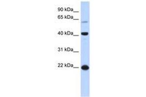 Image no. 1 for anti-Basic Leucine Zipper Nuclear Factor 1 (BLZF1) (AA 71-120) antibody (ABIN6740361)