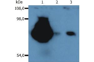 Western Blotting peripheral blood lymphocytes of various species using anti-CD44 (MEM-263). (CD44 Antikörper  (APC))