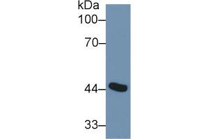 Western Blot; Sample: Mouse Placenta lysate; Primary Ab: 1µg/ml Rabbit Anti-Human ADA Antibody Second Ab: 0. (ADA Antikörper  (AA 11-280))
