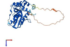 MMACHC Protein (AA 1-282) (His tag)