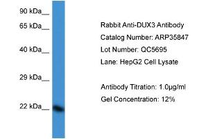 WB Suggested Anti-DUX3 Antibody   Titration: 1.