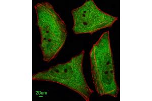 Immunofluorescent analysis of Hela cells, using Ubiquilin1 Antibody . (Ubiquilin 1 Antikörper  (AA 296-326))