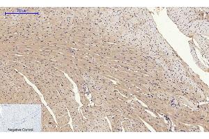 Immunohistochemical analysis of paraffin-embedded mouse heart tissue.
