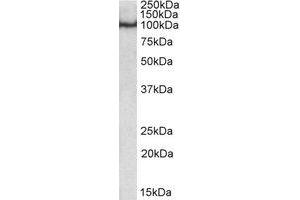 Western Blotting (WB) image for anti-POU Domain, Class 2, Transcription Factor 1 (POU2F1) (Internal Region) antibody (ABIN2464659) (POU2F1 Antikörper  (Internal Region))