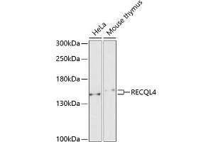 Western blot analysis of extracts of various cell lines, using RECQL4 antibody (ABIN6130663, ABIN6146846, ABIN6146847 and ABIN6222575) at 1:1000 dilution. (RECQL4 Antikörper  (AA 231-330))