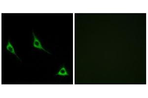 Immunofluorescence analysis of LOVO cells, using OR51A7 antibody. (OR51A7 Antikörper  (C-Term))