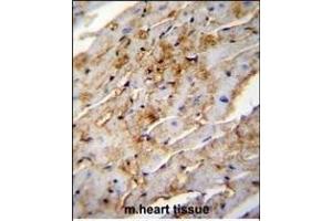 ALDH1L2 Antibody (C-term) (ABIN655235 and ABIN2844839) immunohistochemistry analysis in formalin fixed and paraffin embedded mouse heart tissue followed by peroxidase conjugation of the secondary antibody and DAB staining. (ALDH1L2 Antikörper  (C-Term))