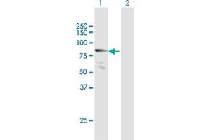 Western Blot analysis of MLLT1 expression in transfected 293T cell line by MLLT1 MaxPab polyclonal antibody. (MLLT1 Antikörper  (AA 1-559))