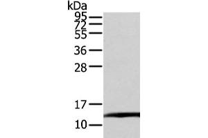 Gel: 12 % SDS-PAGE, Lysate: 80 μg, Lane: PC3 cell, Primary antibody: ABIN7128027(TCEB1 Antibody) at dilution 1/200 dilution, Secondary antibody: Goat anti rabbit IgG at 1/8000 dilution, Exposure time: 20 seconds (TCEB1 Antikörper)
