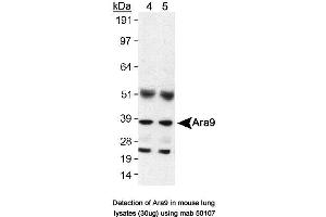 Image no. 1 for anti-Aryl Hydrocarbon Receptor Interacting Protein (AIP) antibody (ABIN363261) (AIP Antikörper)