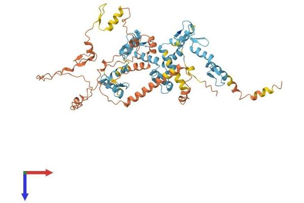 ZNF285 Protein (AA 1-590) (His tag)