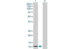 Western Blot analysis of SAA2 expression in transfected 293T cell line by SAA2 MaxPab polyclonal antibody. (SAA2 Antikörper  (AA 1-122))