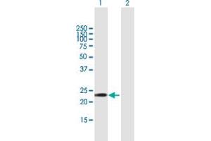 Western Blot analysis of GSTA5 expression in transfected 293T cell line by GSTA5 MaxPab polyclonal antibody.