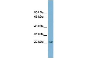 WB Suggested Anti-PERP Antibody Titration:  0. (PERP Antikörper  (Middle Region))