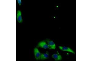 Immunofluorescent analysis of HepG2 cells using ABIN7159021 at dilution of 1:100 and Alexa Fluor 488-congugated AffiniPure Goat Anti-Rabbit IgG(H+L) (MAS1L Antikörper  (AA 318-378))