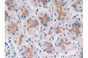 DAB staining on IHC-P; Samples: Human Stomach Tissue (SFRP5 Antikörper  (AA 48-165))