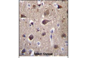 MR Antibody (Center) (ABIN657111 and ABIN2846258) immunohistochemistry analysis in formalin fixed and paraffin embedded human brain tissue followed by peroxidase conjugation of the secondary antibody and DAB staining. (MRAP2 Antikörper  (AA 58-86))