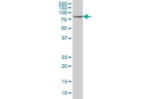 STAT5B monoclonal antibody (M02), clone 5D6 Western Blot analysis of STAT5B expression in HeLa . (STAT5B Antikörper  (AA 678-787))