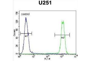 CB018 Antibody (C-term) flow cytometric analysis of U251 cells (right histogram) compared to a negative control cell (left histogram). (SLC35F6 Antikörper  (C-Term))