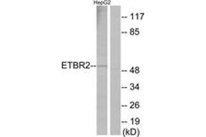 Western blot analysis of extracts from HepG2 cells, using ETBR2 Antibody.