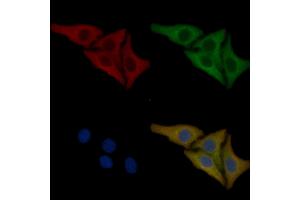 Nestin Mouse Monoclonal Antibody staining Hela cells by IF/ICC. (Nestin Antikörper  (C-Term))