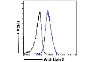 ABIN185361 Flow cytometric analysis of paraformaldehyde fixed A431 cells (blue line), permeabilized with 0.