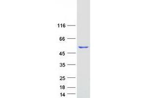 Western Blotting (WB) image for Polymerase (DNA Directed), delta 2, Accessory Subunit (POLD2) (Transcript Variant 2) protein (Myc-DYKDDDDK Tag) (ABIN2729300)