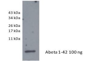 Western Blotting (WB) image for anti-Amyloid beta 1-42 (Abeta 1-42) antibody (ABIN334635) (Abeta 1-42 Antikörper)