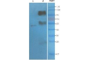 Western Blot using anti-CD4 antibody   Mouse thymus (lane 1) and mouse spleen (lane 2) were resolved on a 10% SDS PAGE gel and blots probed with -10. (Rekombinanter CD4 Antikörper)