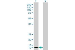 Western Blot analysis of APOL4 expression in transfected 293T cell line by APOL4 MaxPab polyclonal antibody. (Apolipoprotein L 4 Antikörper  (AA 1-107))