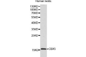 Western blot analysis of extracts of human testis, using LYZL6 antibody. (LYZL6 Antikörper)