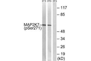 Western blot analysis of extracts from 3T3 cells treated with insulin using MAP2K7 (Phospho-Ser271) Antibody. (MAP2K7 Antikörper  (pSer271))