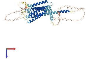 GPR22 Protein (AA 1-432) (His tag)