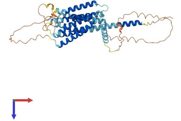 GPR22 Protein (AA 1-432) (His tag)