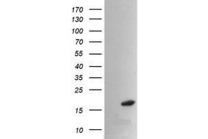 Image no. 2 for anti-Peptidylprolyl Isomerase (Cyclophilin)-Like 3 (PPIL3) antibody (ABIN1500365) (PPIL3 Antikörper)