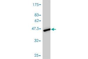 Western Blot detection against Immunogen (42. (UBE2N Antikörper  (AA 1-152))